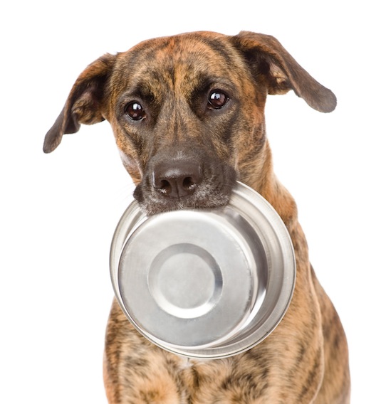 dog holding bowl in mouth. isolated on white background